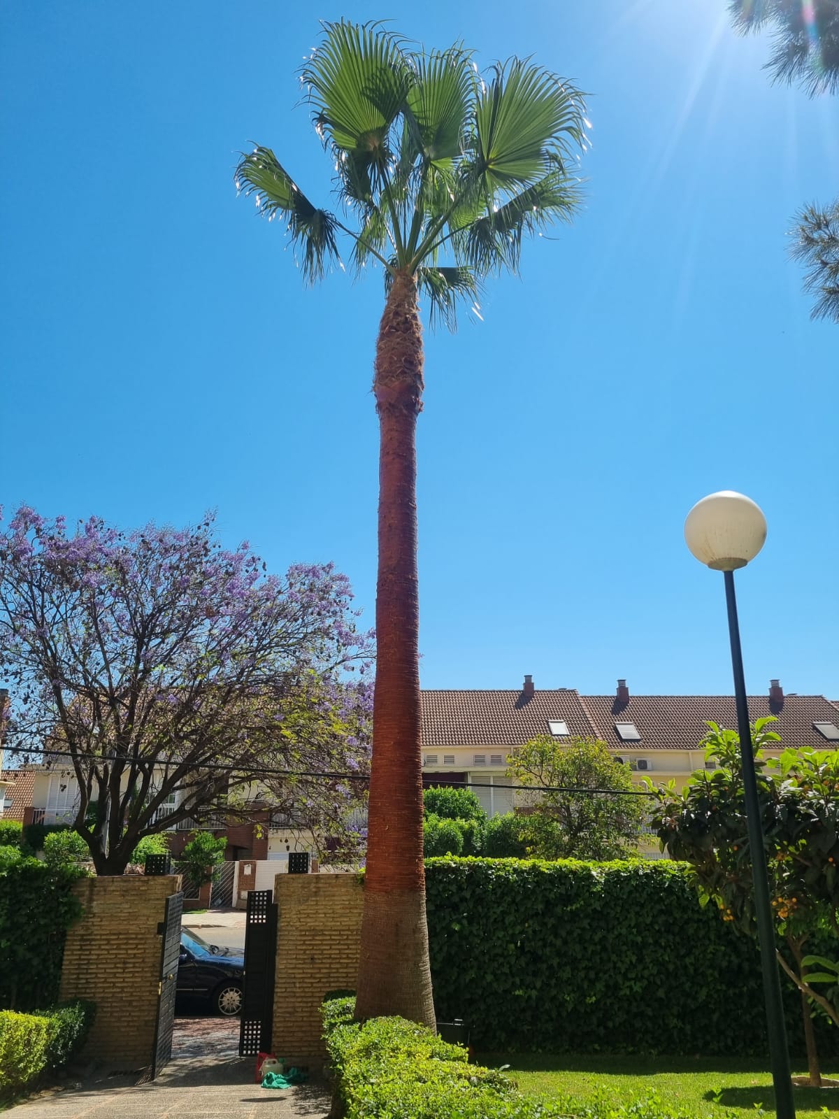 Poda de palmeras Washingtonia en Sevilla - Jardines y Paisajes