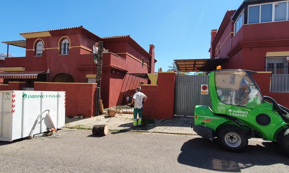 Tratamiento contra el picudo rojo en Sevilla | Jardines y Paisajes