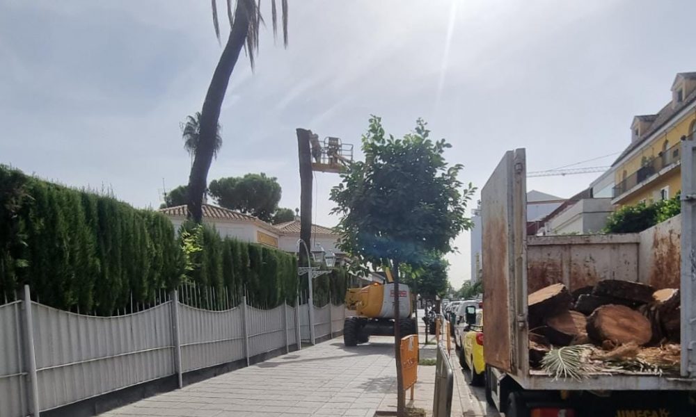 derribo controlado de palmeras en Sevilla | Jardines y Paisajes