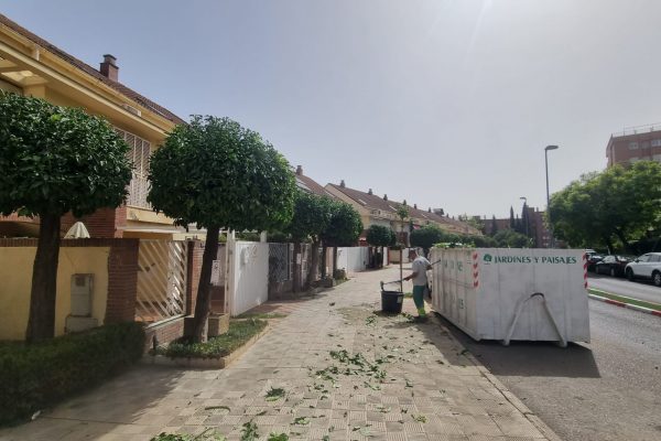 Poda de naranjos en Sevilla | Jardines y Paisajes