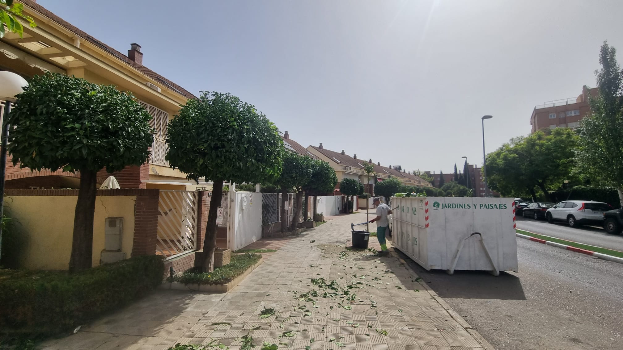 Poda de naranjos en Sevilla | Jardines y Paisajes