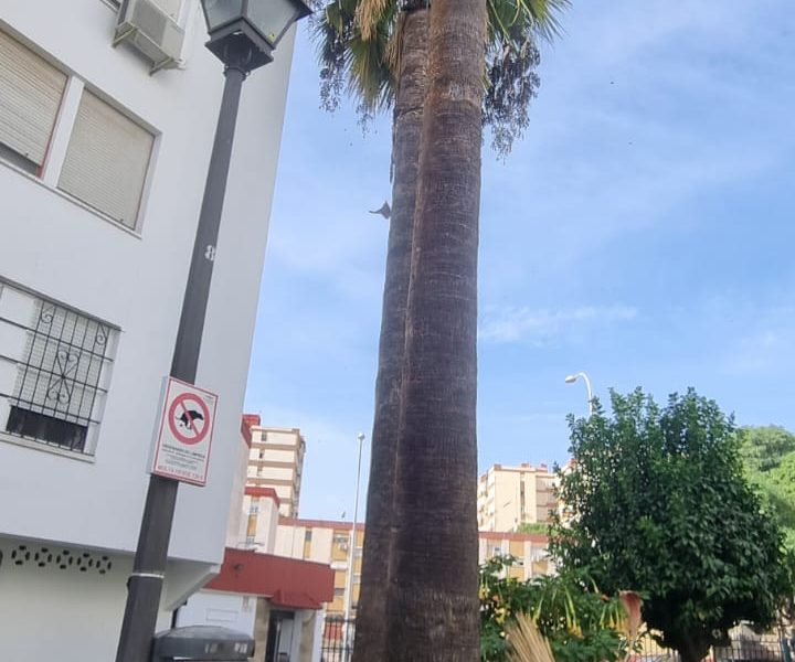 Poda de palmeras en La Macarena | Jardines y Paisajes