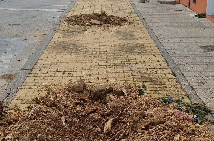 Destoconado de árboles en Sevilla - Jardines y Paisajes