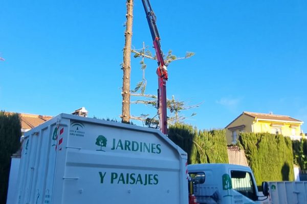 Apeo de árboles en Sevilla | Jardines y Paisajes