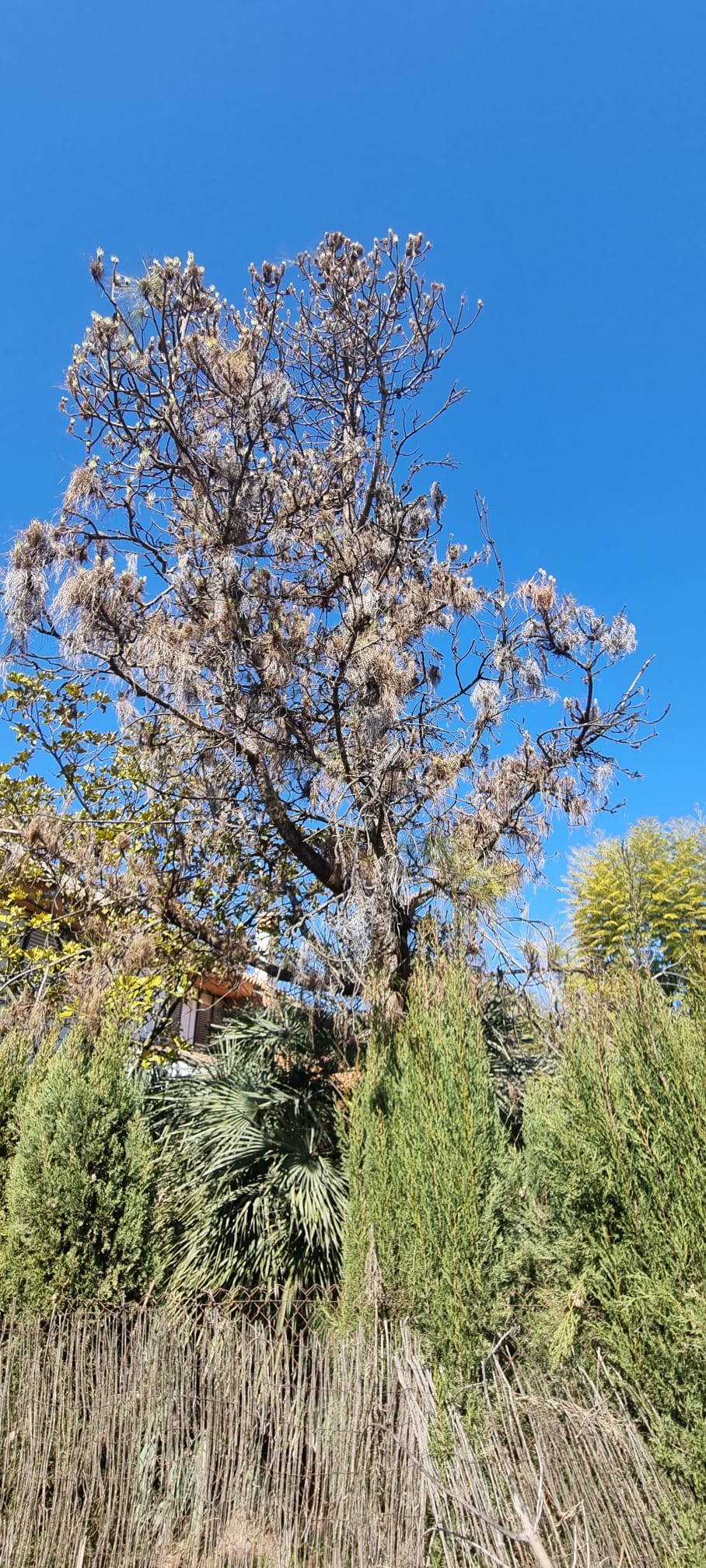 Derribo de árboles en Sevilla - Jardines y Paisajes