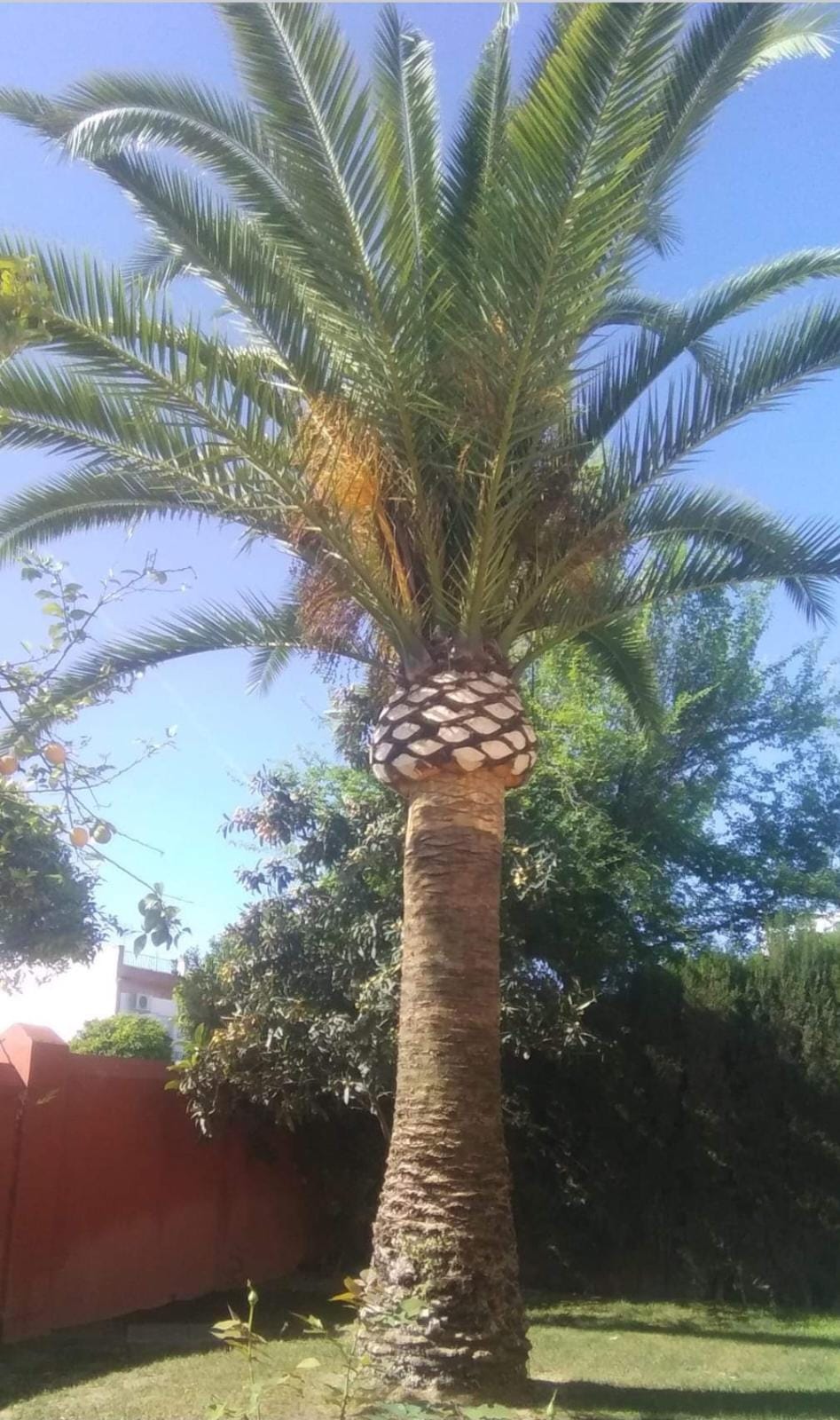 cirugía de palmeras en Sevilla - Jardines y Paisajes