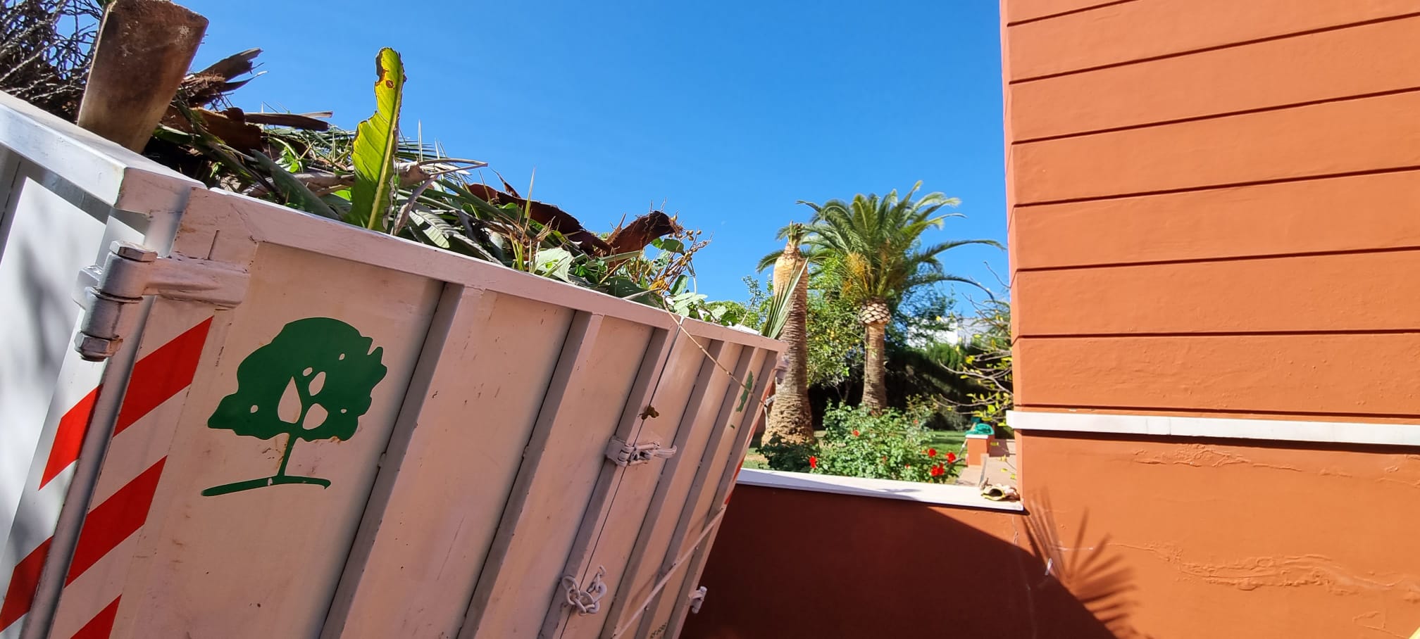 cirugía de palmeras en Sevilla - Jardines y Paisajes