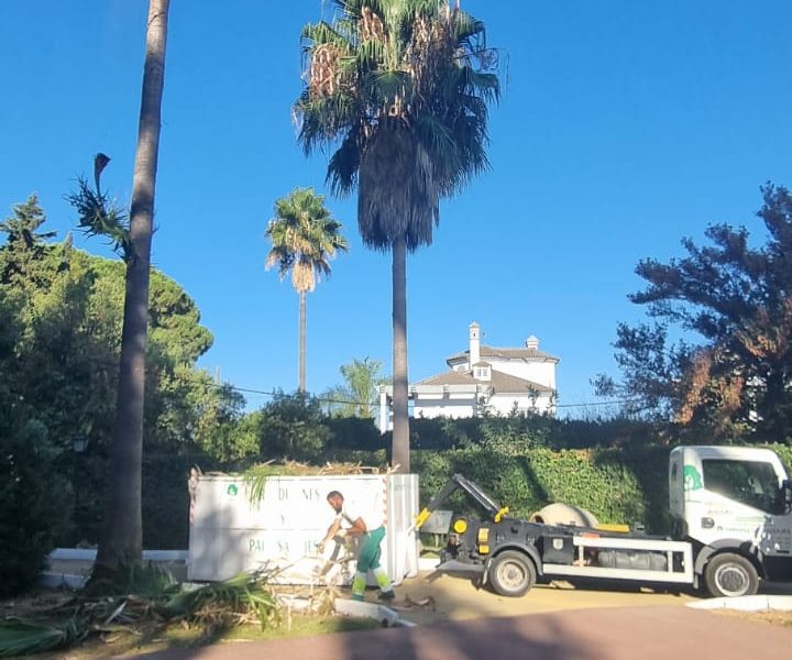 Poda de palmeras en Mairena del Aljarafe - Jardines y Paisajes