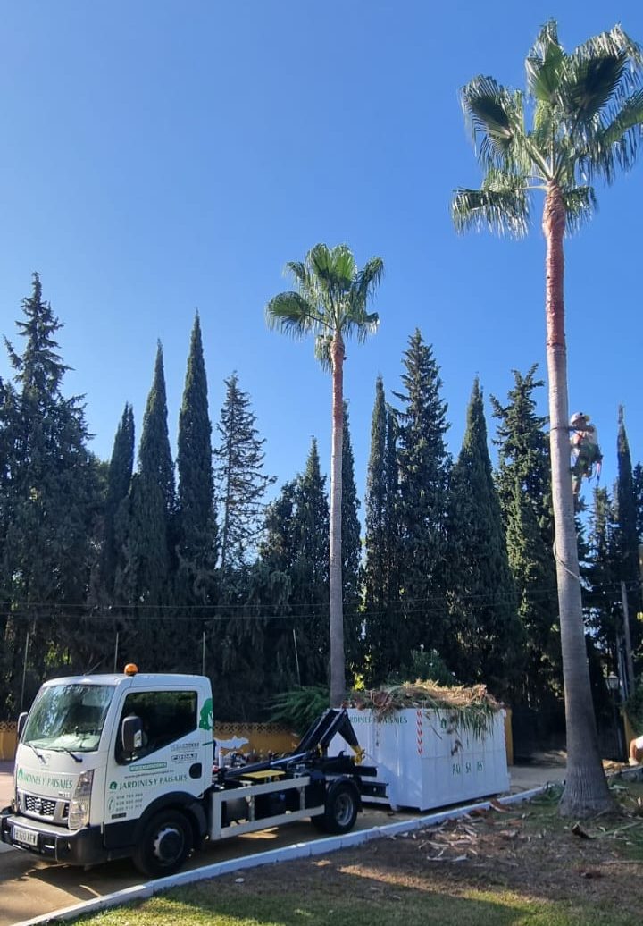 Poda de palmeras en Mairena del Aljarafe - Jardines y Paisajes