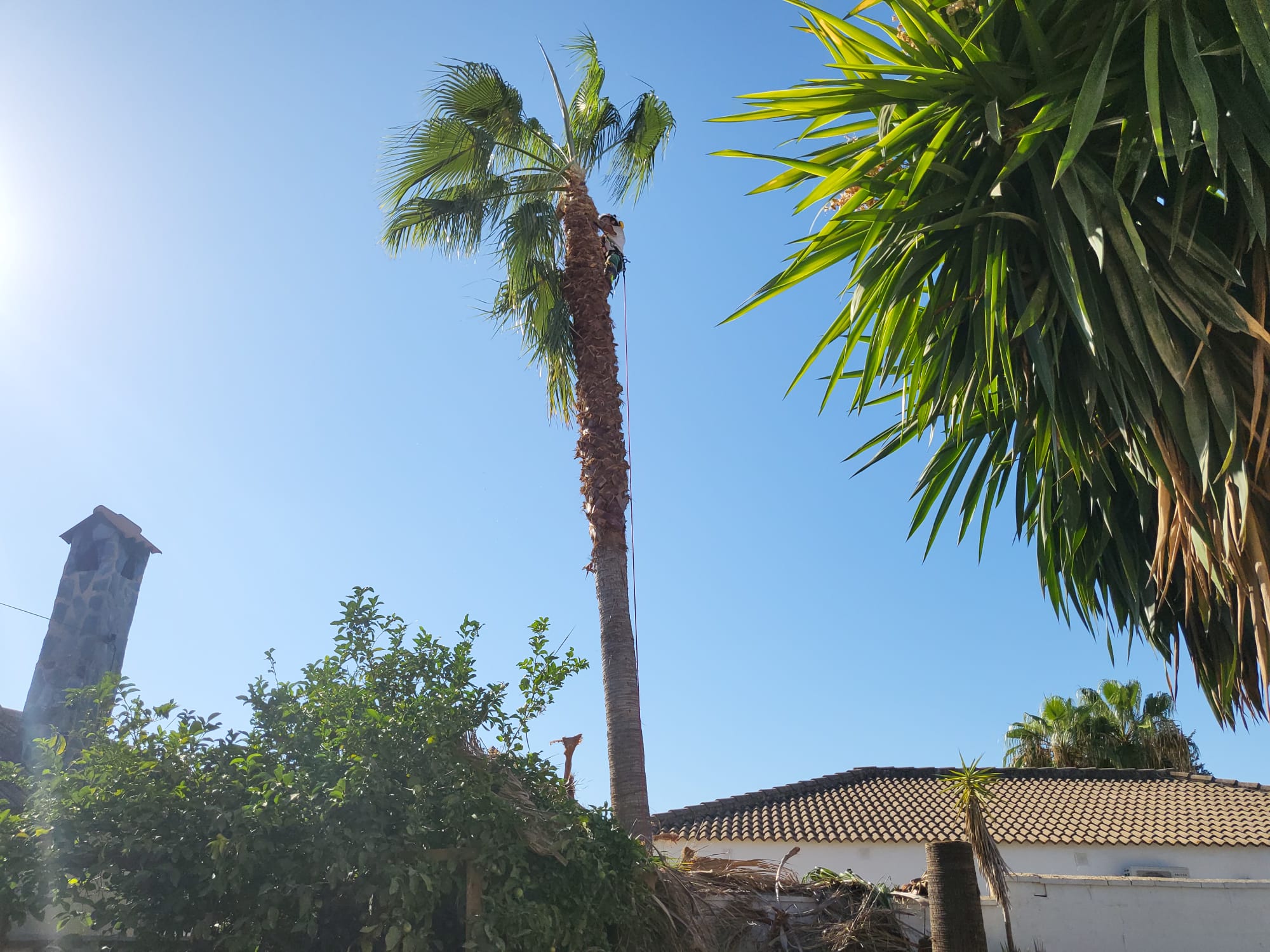 Derribo de palmeras - Jardines y Paisajes