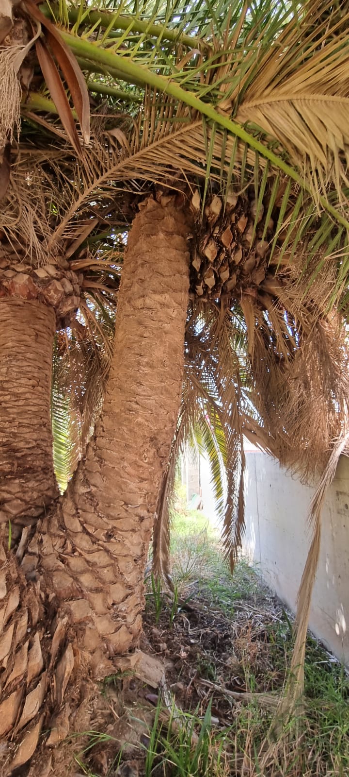 Derribo de palmeras - Jardines y Paisajes
