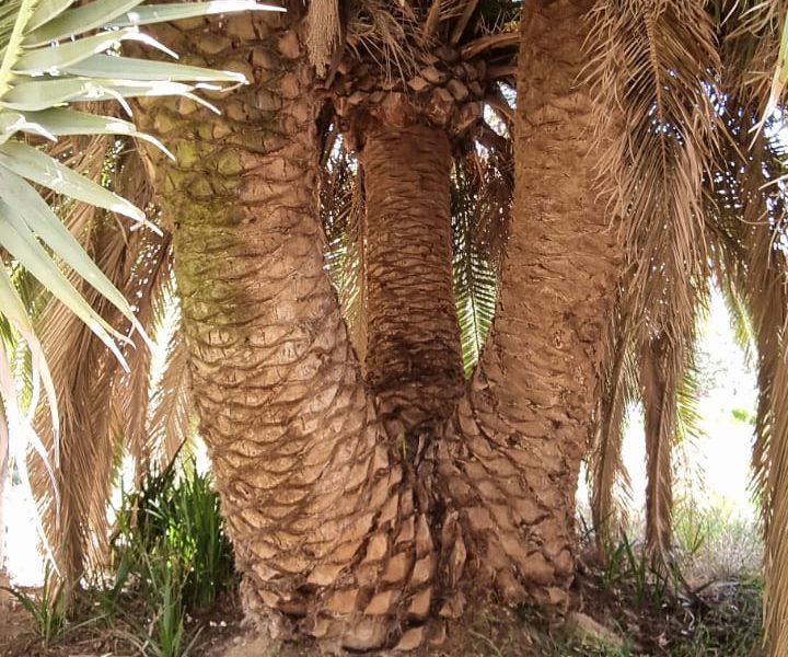Tala de palmeras en La Algaba - Jardines y Paisajes