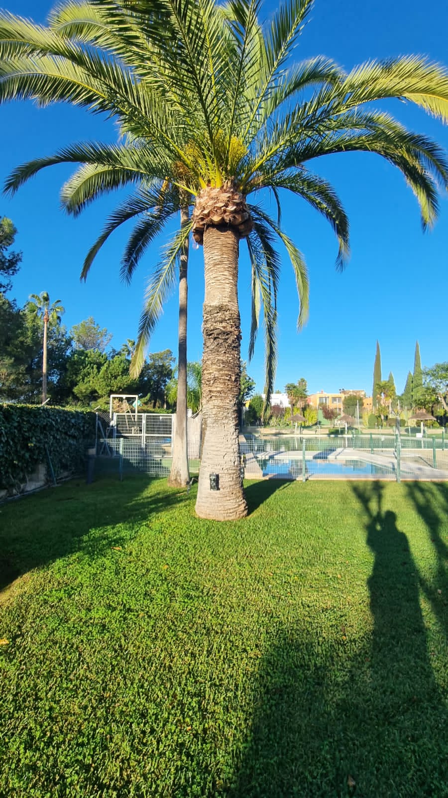 endoterapia vegetal a palmeras - Jardines y Paisajes