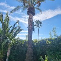 cirugía vegetal a palmera phoenix dactylifera - Jardines y Paisajes
