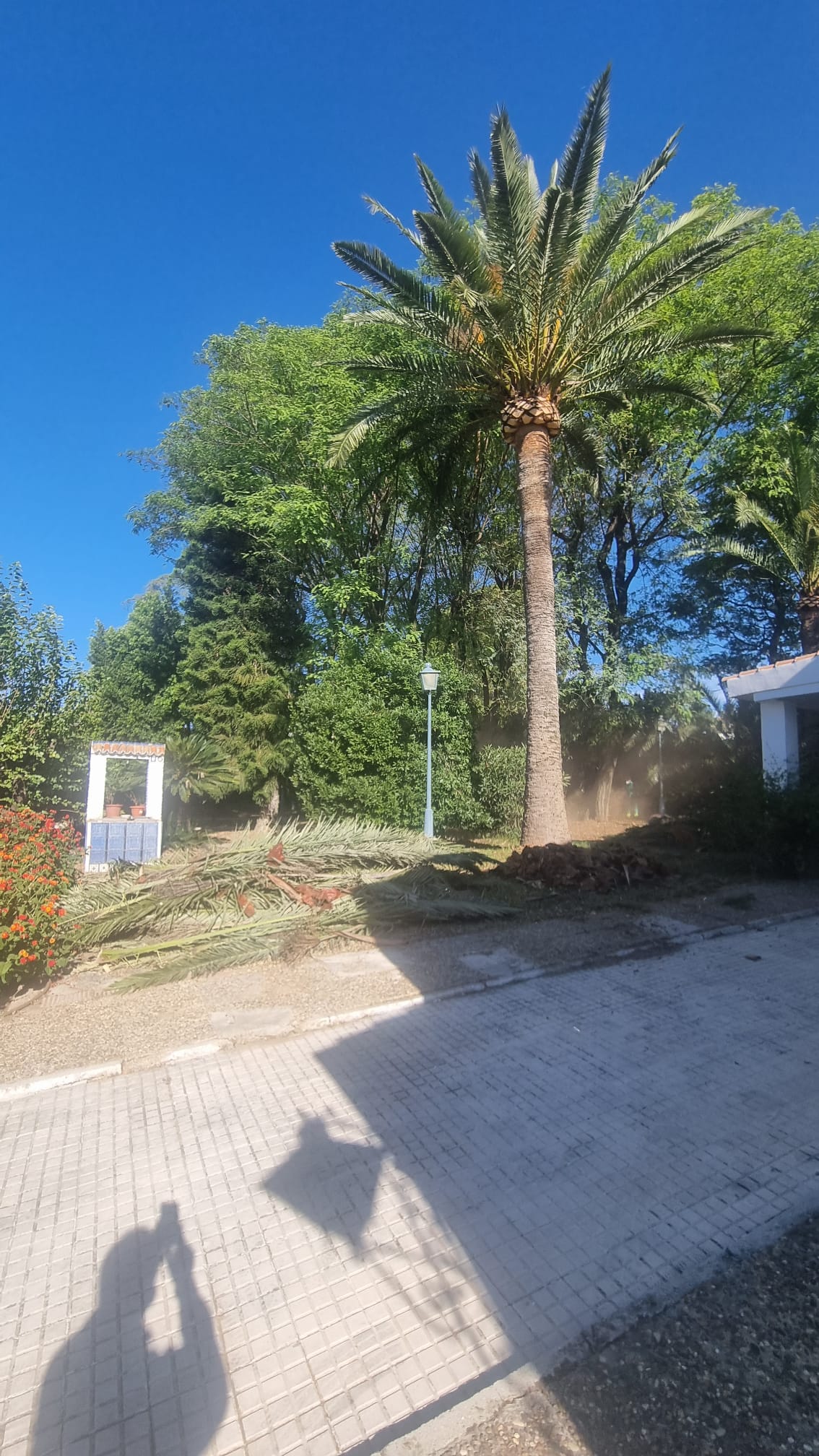 Limpieza y desbroce de jardines en Valencina - Jardines y Paisajes